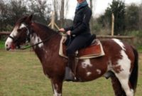 Horseback Adventures at Caballos A La Par