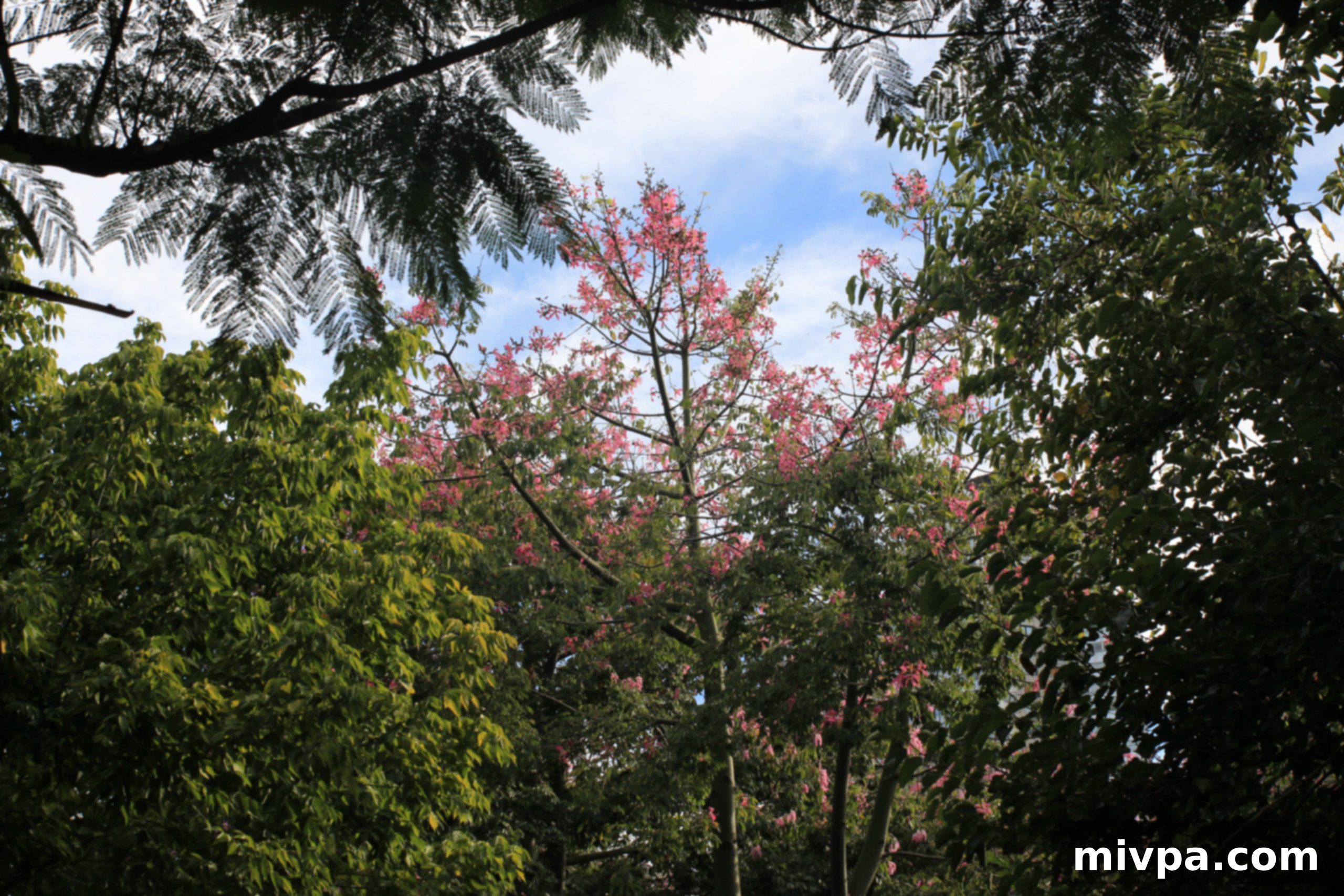 Lush green trees and sunlight in Plaza Las Heras