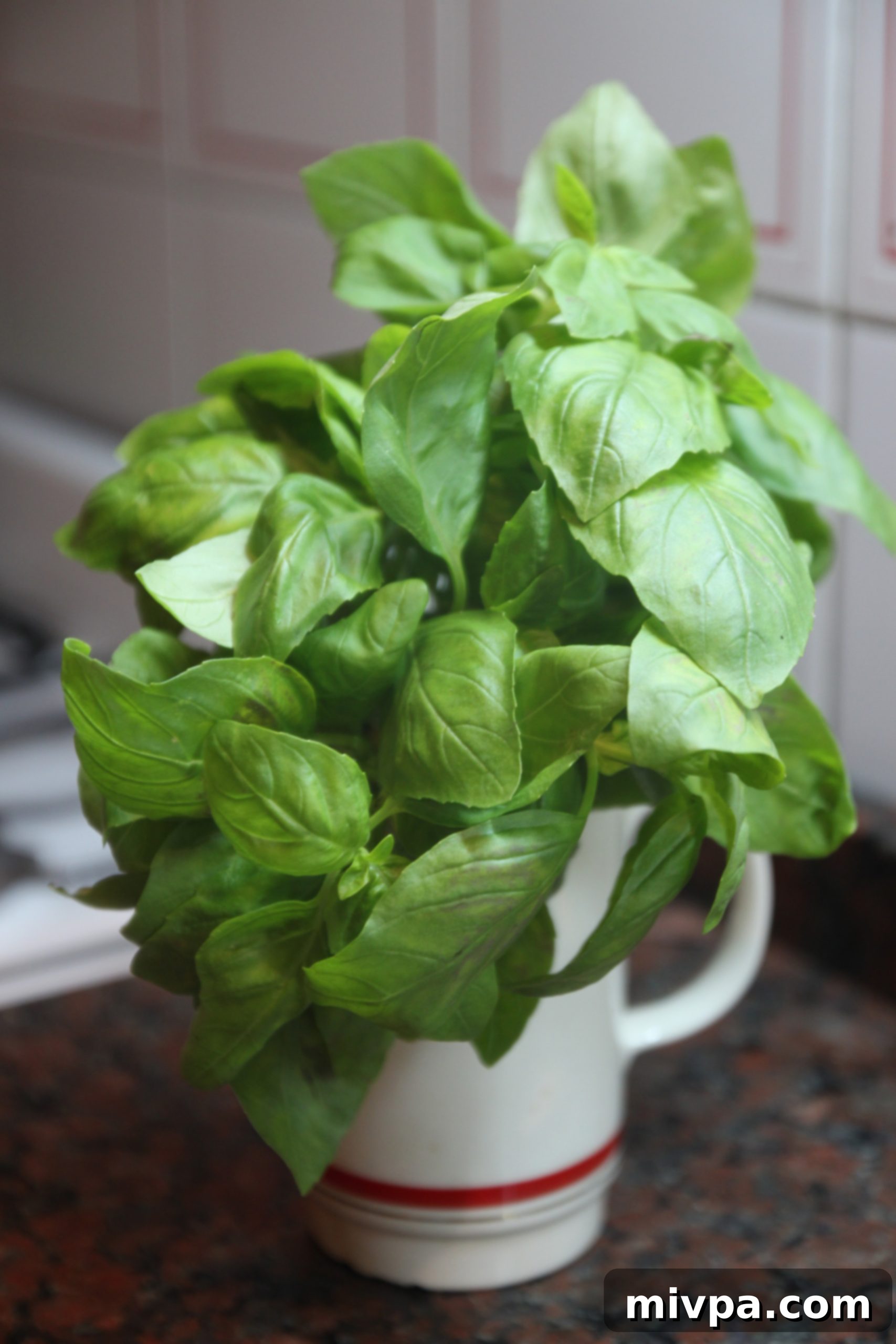 Fresh basil leaves and walnuts, key ingredients for homemade pesto