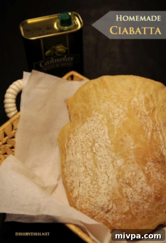 Freshly baked homemade ciabatta bread loaf, golden brown and rustic